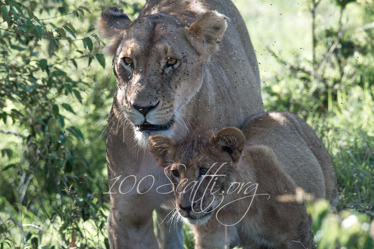 Kenya safari 05.jpg